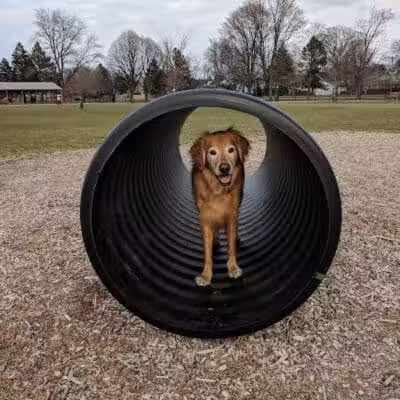 Glass City Dog Park (Membership Required) - Toledo,