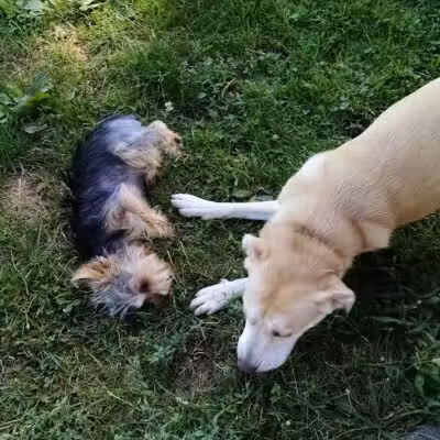 Glass City Dog Park (Membership Required) - Toledo,