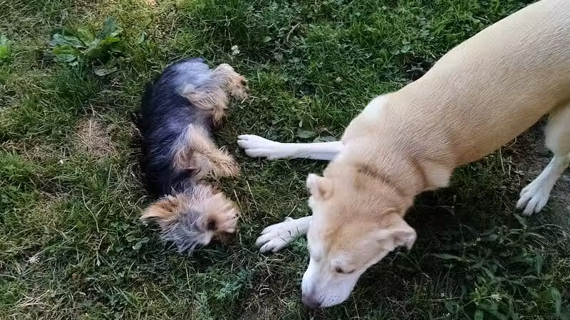 Glass City Dog Park (Membership Required) - Toledo,