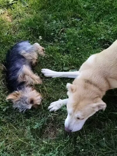 Glass City Dog Park (Membership Required) - Toledo,