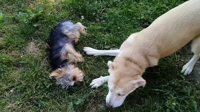 Glass City Dog Park (Membership Required) - Toledo,