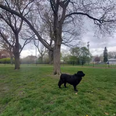 Glass City Dog Park (Membership Required) - Toledo,