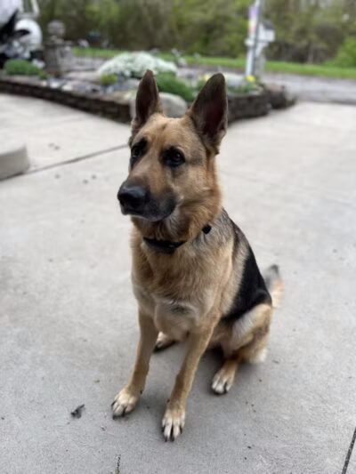 Middlegrounds Dog Park - Toledo,