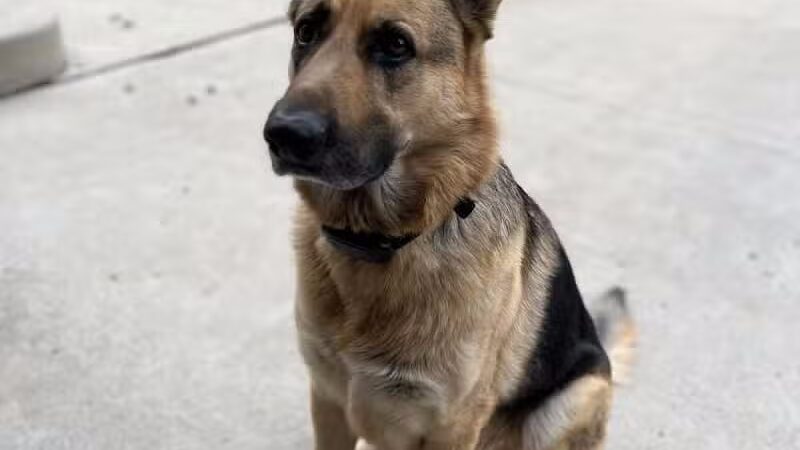 Middlegrounds Dog Park - Toledo,