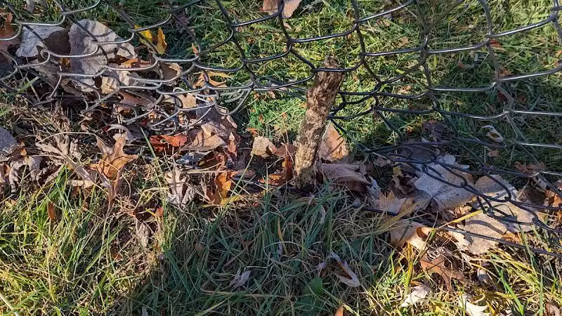 The Bark Park - Toledo,
