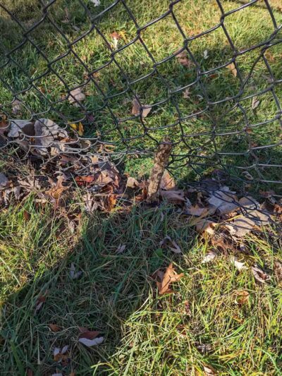 The Bark Park - Toledo,