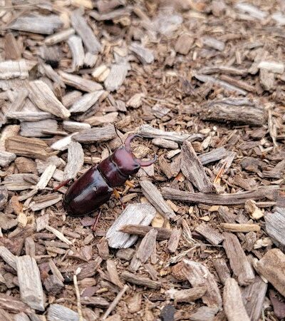 Gardner Field - Township of Washington, NJ