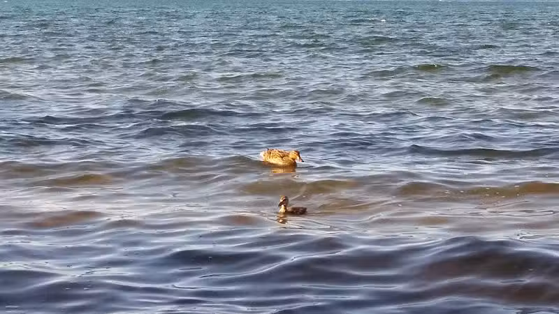 M.C. Beach - Traverse City,