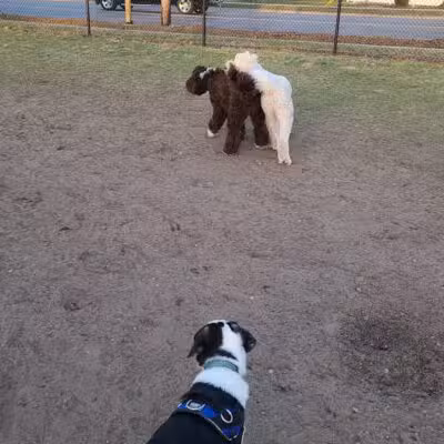 Wags West Dog Park - Traverse City,