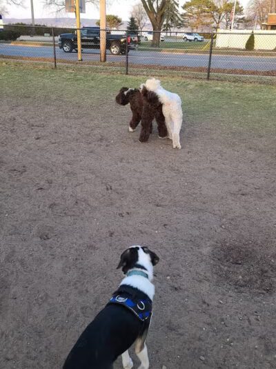 Wags West Dog Park - Traverse City,