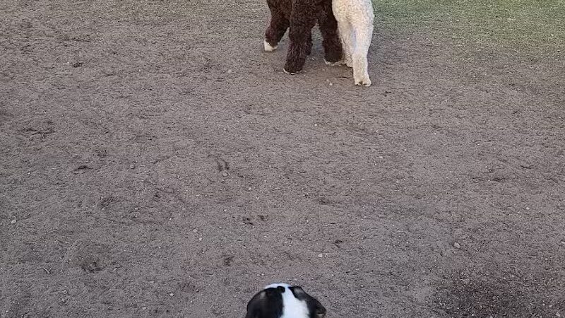 Wags West Dog Park - Traverse City,