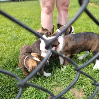 Wags West Dog Park - Traverse City,