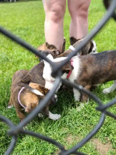 Wags West Dog Park - Traverse City,