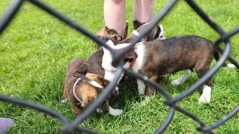 Wags West Dog Park - Traverse City,