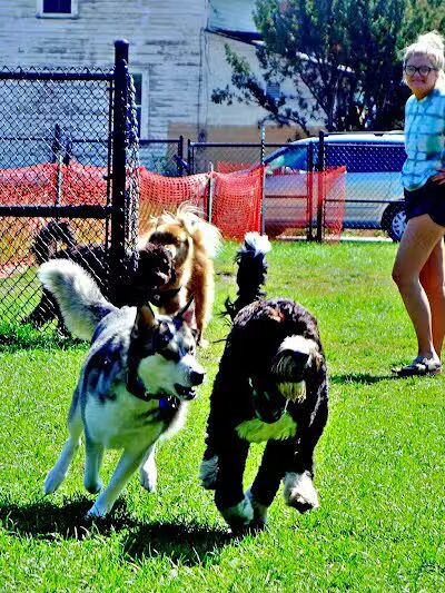 Wags West Dog Park - Traverse City,