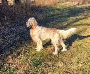 Dog training area - Trenton, NJ