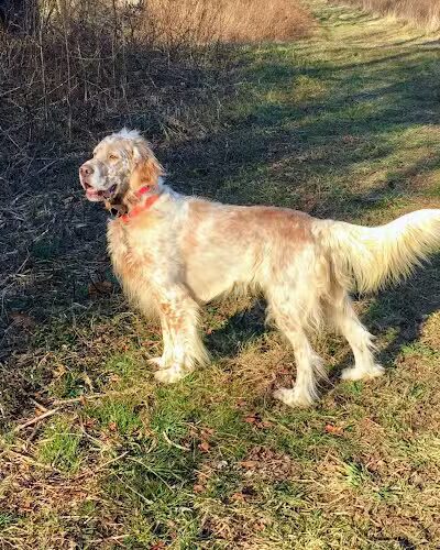 Dog training area - Trenton, NJ