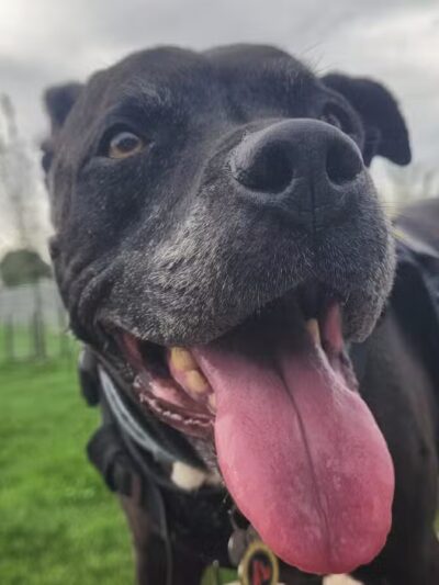 City Dog Park - Trinidad, CO