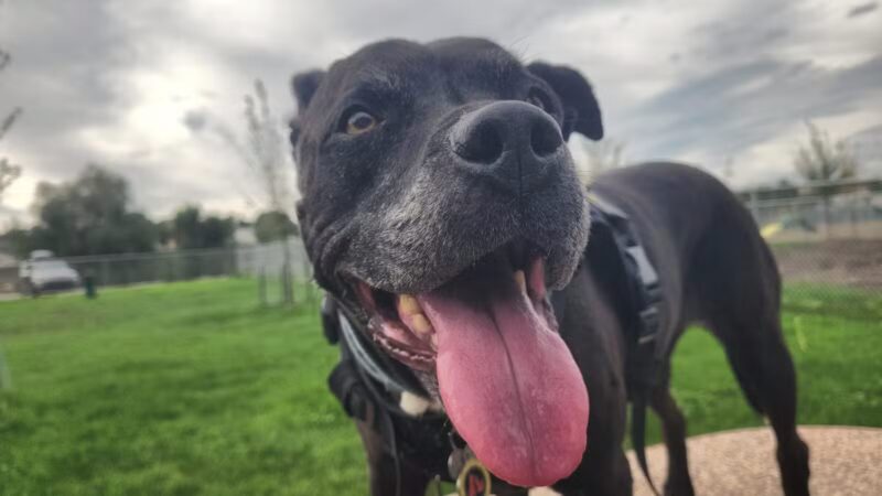 City Dog Park - Trinidad, CO