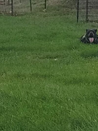 City Dog Park - Trinidad, CO