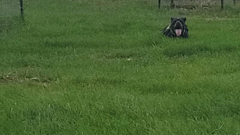 City Dog Park - Trinidad, CO