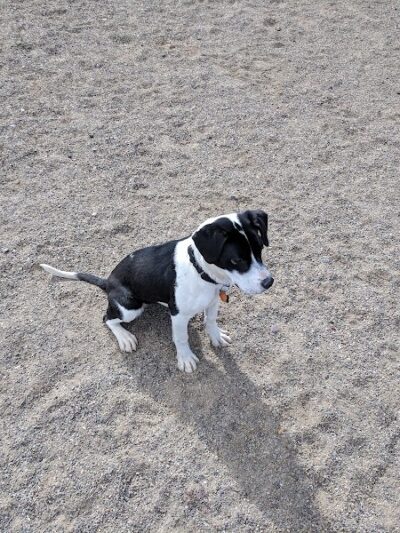 City Dog Park - Trinidad, CO