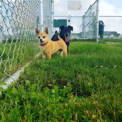 Daisy Knight Dog Park - Troy, MI