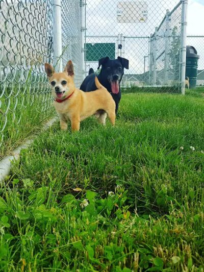 Daisy Knight Dog Park - Troy, MI