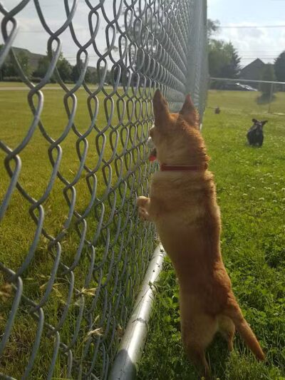 Daisy Knight Dog Park - Troy, MI