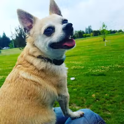 Daisy Knight Dog Park - Troy, MI