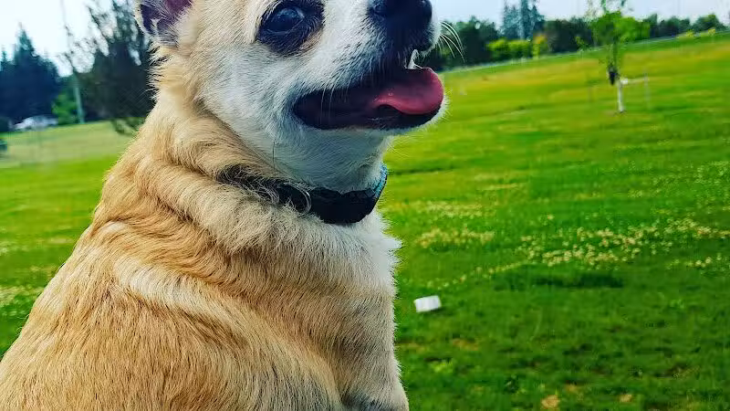Daisy Knight Dog Park - Troy, MI