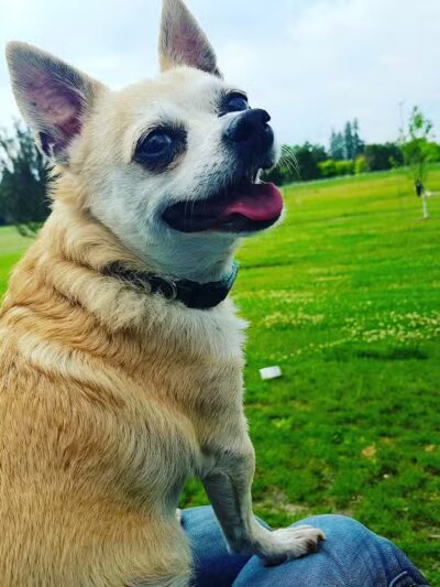 Daisy Knight Dog Park - Troy, MI