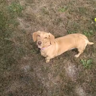 Daisy Knight Dog Park - Troy, MI