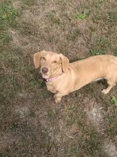 Daisy Knight Dog Park - Troy, MI
