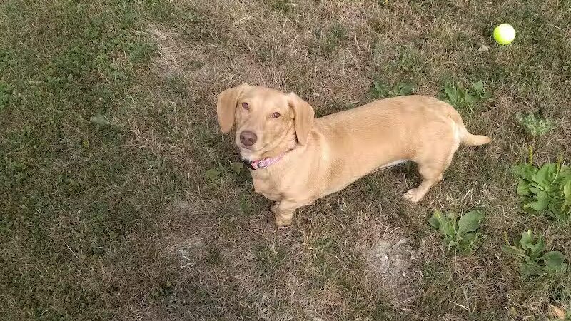 Daisy Knight Dog Park - Troy, MI