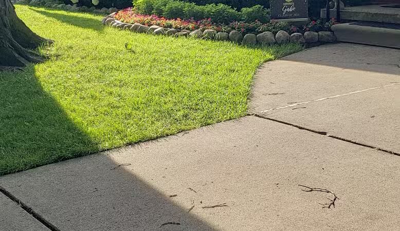 Gracie's Romping Rounds - Troy,