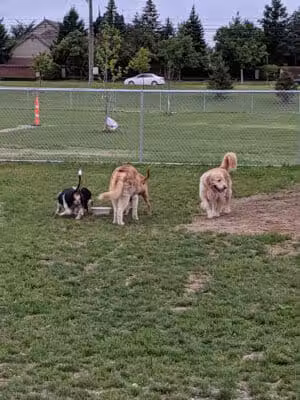 Daisy Knight Dog Park - Troy, MI