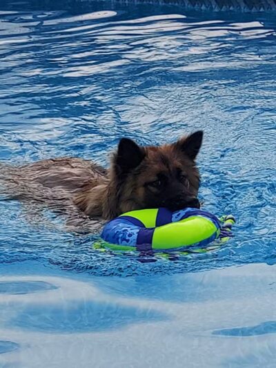 Private Dog Yard and Pool - Troy, VA