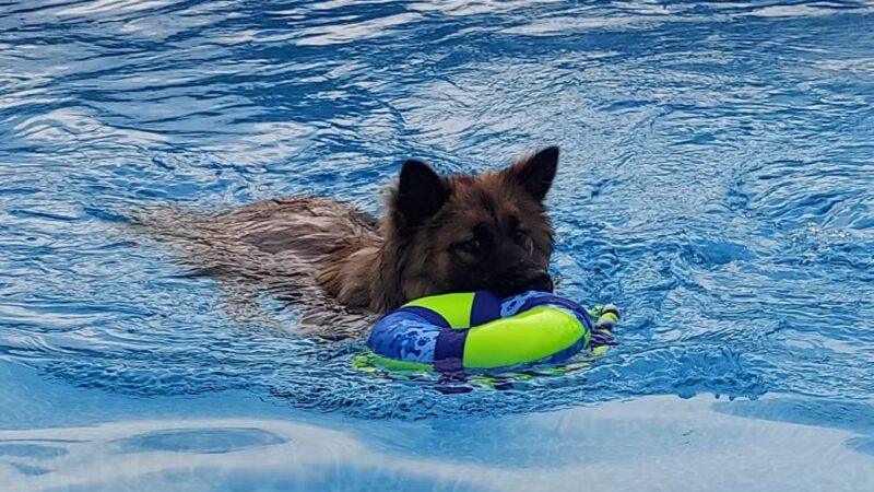 Private Dog Yard and Pool - Troy, VA