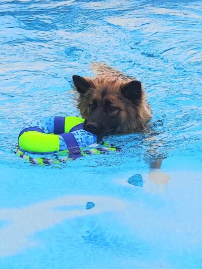 Private Dog Yard and Pool - Troy, VA