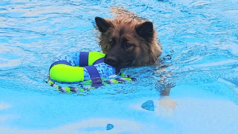 Private Dog Yard and Pool - Troy, VA