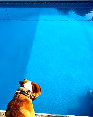 Private Dog Yard and Pool - Troy, VA