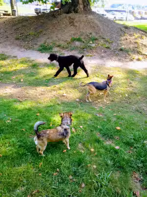 Cahaba Dog Park - Trussville, AL