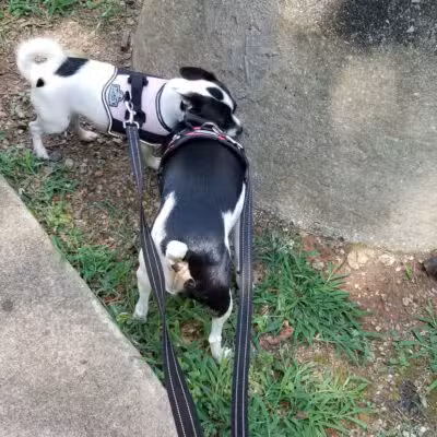 Cahaba Dog Park - Trussville, AL