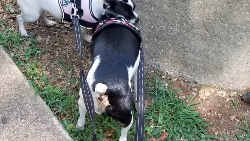 Cahaba Dog Park - Trussville, AL
