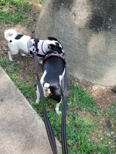 Cahaba Dog Park - Trussville, AL