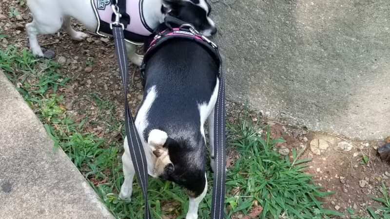 Cahaba Dog Park - Trussville, AL