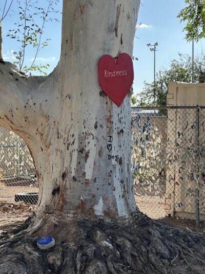 Palo Verde Dog Park - Tucson, AZ