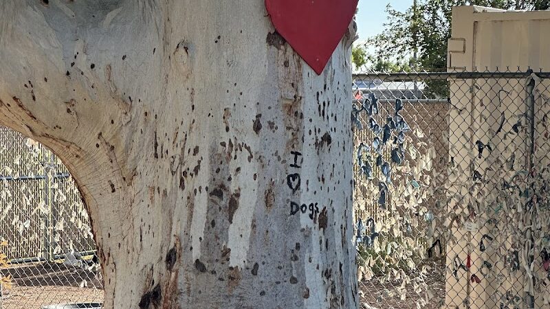 Palo Verde Dog Park - Tucson, AZ