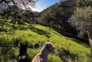 Haines Canyon Park - Tujunga, CA